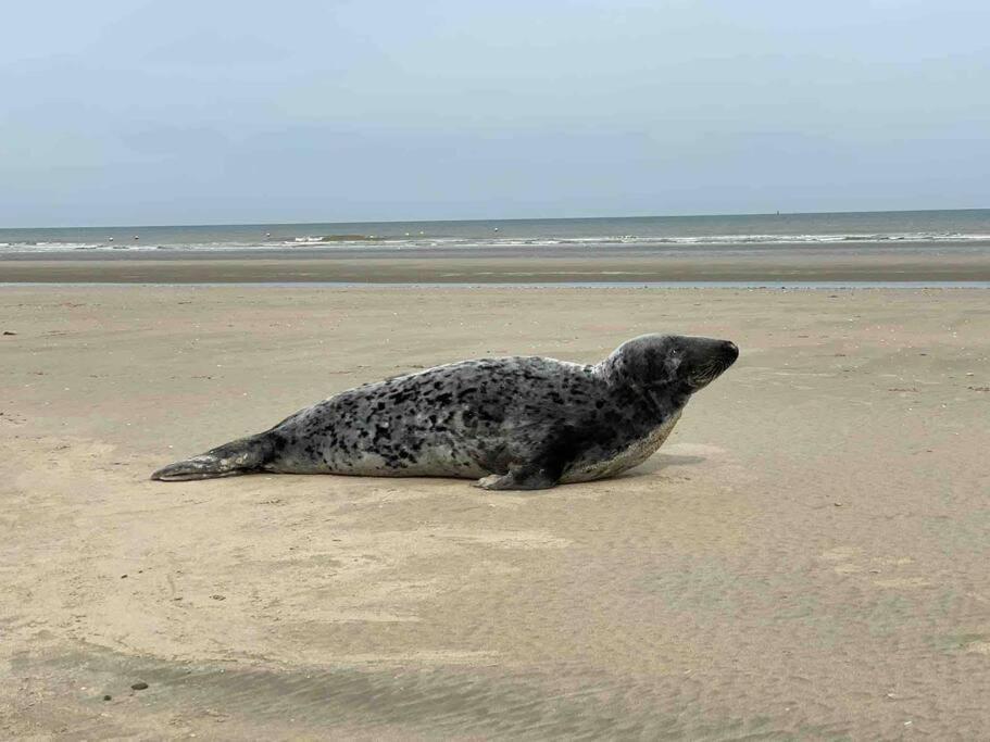 Face A La Mer, Appartement Rdc Bray Dunes エクステリア 写真